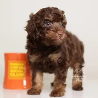 Leonard choc phantom, a male Poodle - Miniature  for sale in Miami, FL – Photo 5 of 7