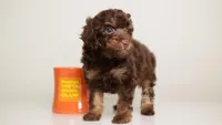 LEONARD — CHOCOLATE PHANTOM MALE WITH BLUE EYES, a male Poodle - Miniature  for sale in Miami, FL – Photo 1 of 3