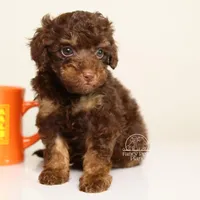 Leonard choc phantom, a male Poodle - Miniature  for sale in Miami, FL – Photo 6 of 7