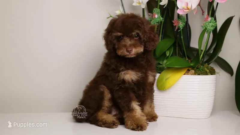 Leonard choc phantom – Poodle - Miniature  puppy for sale in Miami, FL