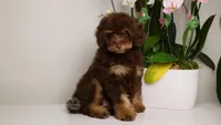 Leonard choc phantom, a male Poodle - Miniature  for sale in Miami, FL – Photo 1 of 7