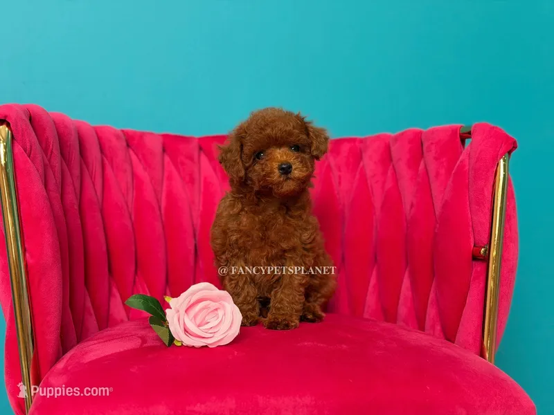 Keeper of Secrets – Poodle - Toy  puppy for sale in Miami, FL