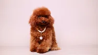 Mindjey Mahogany Red, a female Poodle - Toy  for sale in Miami, FL – 3 of 7