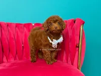 Green eyed King of my heart, a male Poodle - Toy  for sale in Miami, FL – 2 of 6