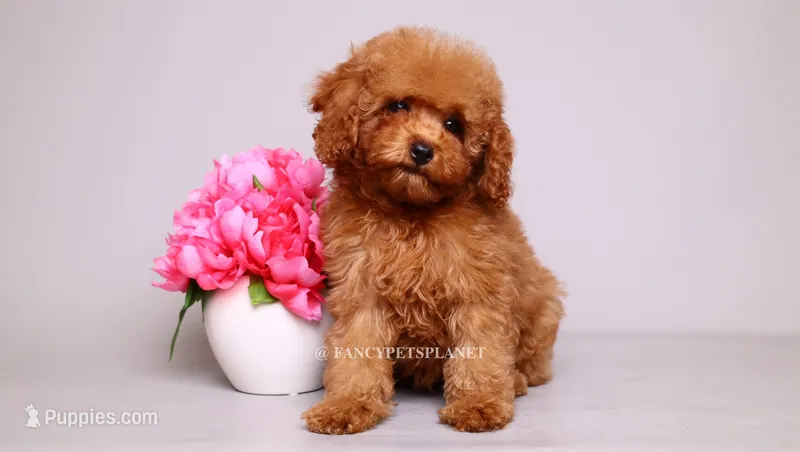Francisca – Poodle - Toy  puppy for sale in Miami, FL