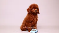 VISITA PER FORTUNA SHERI , a male Poodle - Toy  for sale in Miami, FL – 3 of 6
