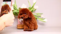Darling, a female Poodle - Toy  for sale in Miami, FL – 3 of 5