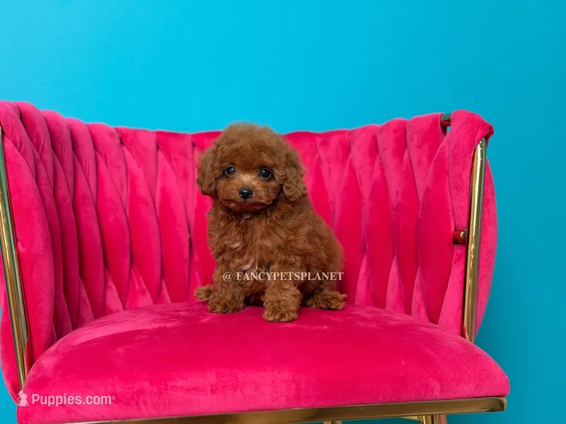 Key to my soul – Poodle - Toy  puppy for sale in Miami, FL