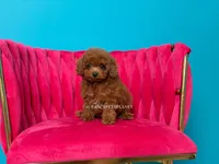 Key to my soul, a male Poodle - Toy  for sale in Miami, FL – 1 of 7