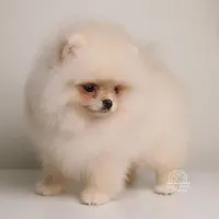 Reina teacup Pomeranian , a female Pomeranian for sale in Miami, FL – Photo 2 of 3