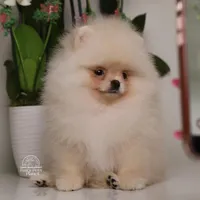 Reina teacup Pomeranian , a female Pomeranian for sale in Miami, FL – Photo 3 of 3