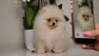 Reina teacup Pomeranian , a female Pomeranian for sale in Miami, FL – Photo 3 of 3