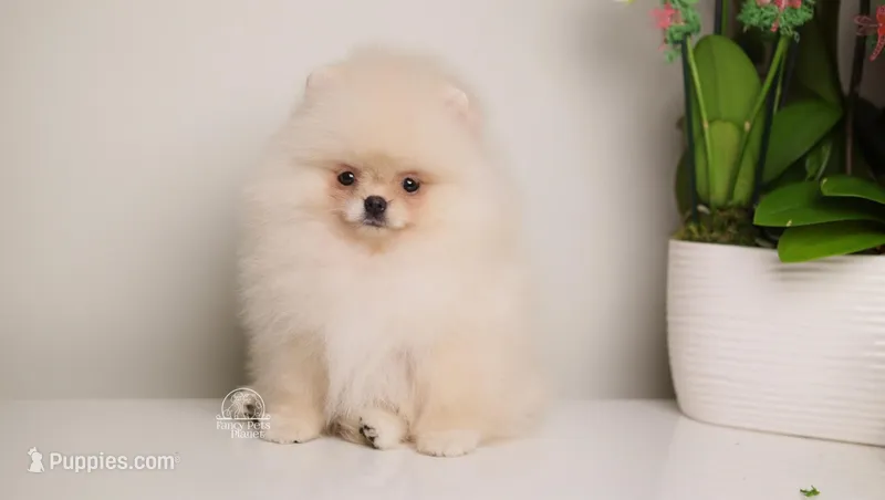 Reina teacup Pomeranian 