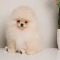 Reina teacup Pomeranian , a female Pomeranian for sale in Miami, FL – Photo 1 of 3