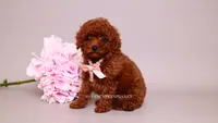 Elodie, a female Poodle - Toy  for sale in Miami, FL – 2 of 5