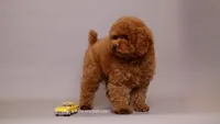Teddy Bear Mark, a male Poodle - Toy  for sale in Miami, FL – 3 of 4