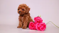 CITRINE, a female Poodle - Toy  for sale in Miami, FL – 2 of 4