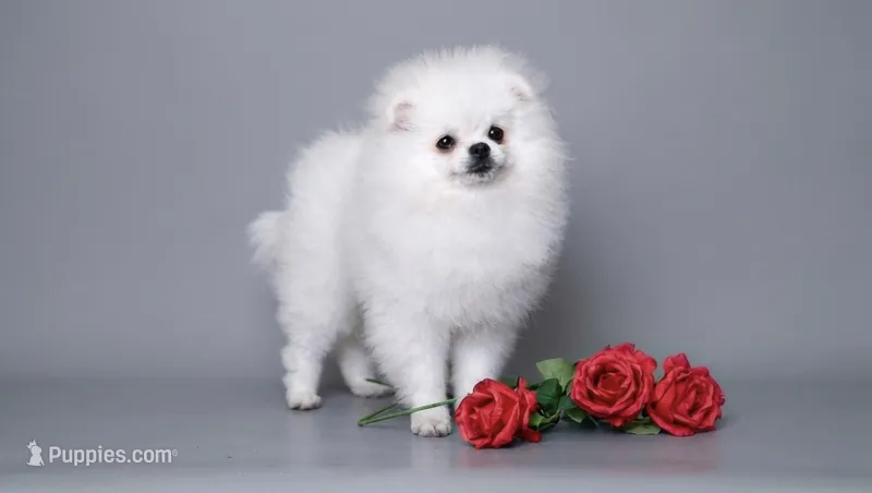 Nicoletta Von Rikos – Pomeranian puppy for sale in Miami, FL