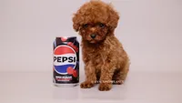 Miley , a female Poodle - Toy  for sale in Miami, FL – 3 of 3