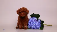 Erling , a male Poodle - Toy  for sale in Miami, FL – 2 of 6