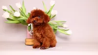 Darling, a female Poodle - Toy  for sale in Miami, FL – 4 of 5