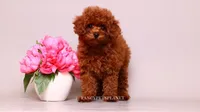 Ruby Red, a female Poodle - Toy  for sale in Miami, FL – 2 of 6