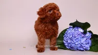 Erling , a male Poodle - Toy  for sale in Miami, FL – 3 of 6