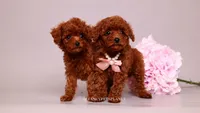 Elodie, a female Poodle - Toy  for sale in Miami, FL – 3 of 5