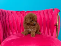 Key to my soul, a male Poodle - Toy  for sale in Miami, FL – 5 of 7