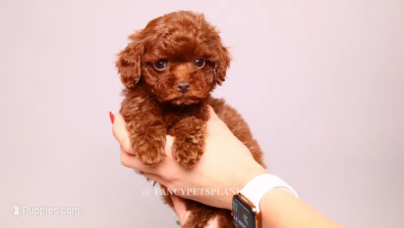 Erling  – Poodle - Toy  puppy for sale in Miami, FL