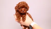 Erling , a male Poodle - Toy  for sale in Miami, FL – 1 of 6