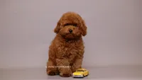 Teddy Bear Mark, a male Poodle - Toy  for sale in Miami, FL – 4 of 4