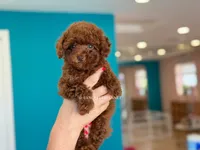 Green eyed Kiss of Life , a female Poodle - Toy  for sale in Miami, FL – 2 of 3