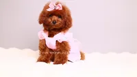 Ruby AKC Red, a female Poodle - Toy  for sale in Miami, FL – 4 of 7