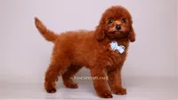 VISITA PER FORTUNA SHAX, a male Poodle - Toy  for sale in Miami, FL – 3 of 5