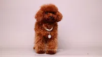 Mindjey Mahogany Red, a female Poodle - Toy  for sale in Miami, FL – 2 of 7