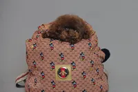 Noah-Bentley Teacup Chocolate, a female Poodle - Toy  for sale in Miami, FL – 4 of 4