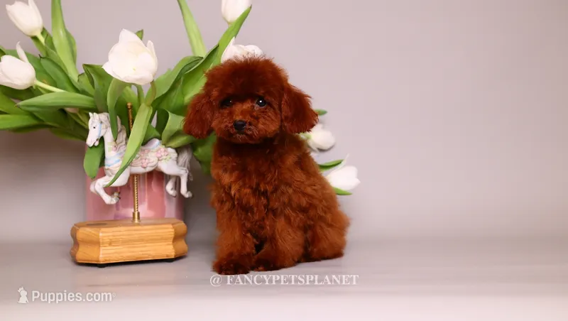 Darling – Poodle - Toy  puppy for sale in Miami, FL