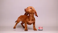 Chipping Chip, a male Miniature Dachshund for sale in Miami, FL – 2 of 4