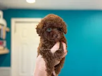 Green eyed Kiss of Life , a female Poodle - Toy  for sale in Miami, FL – 3 of 3