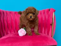 Keeper of Secrets, a male Poodle - Toy  for sale in Miami, FL – 3 of 5