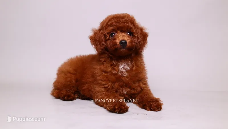 onyx mini akc – Poodle - Miniature  puppy for sale in Miami, FL