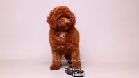 onyx mini akc, a male Poodle - Miniature  for sale in Miami, FL – 2 of 4