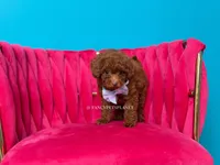 Green eyed King of my heart, a male Poodle - Toy  for sale in Miami, FL – 5 of 6