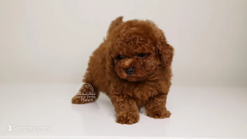 Christian mahogany red toy 