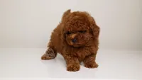 Christian mahogany red toy , a male Poodle - Toy  for sale in Miami, FL – Photo 1 of 3