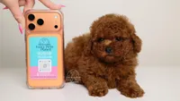 Christian mahogany red toy , a male Poodle - Toy  for sale in Miami, FL – Photo 3 of 3