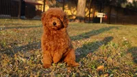 Nala Red AKC mini girl , a female Poodle - Toy  and Poodle - Miniature  for sale in Miami, FL – Photo 5 of 5