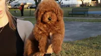 Nala Red AKC mini girl , a female Poodle - Toy  and Poodle - Miniature  for sale in Miami, FL – Photo 1 of 5