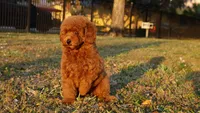 Nala Red AKC mini girl , a female Poodle - Toy  and Poodle - Miniature  for sale in Miami, FL – Photo 4 of 5